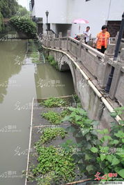 浙江绍兴 生物治理水污染