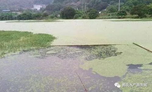 溶解氧管理是水产养殖的重中之重 吃透它,才算是一名真正的养鱼人